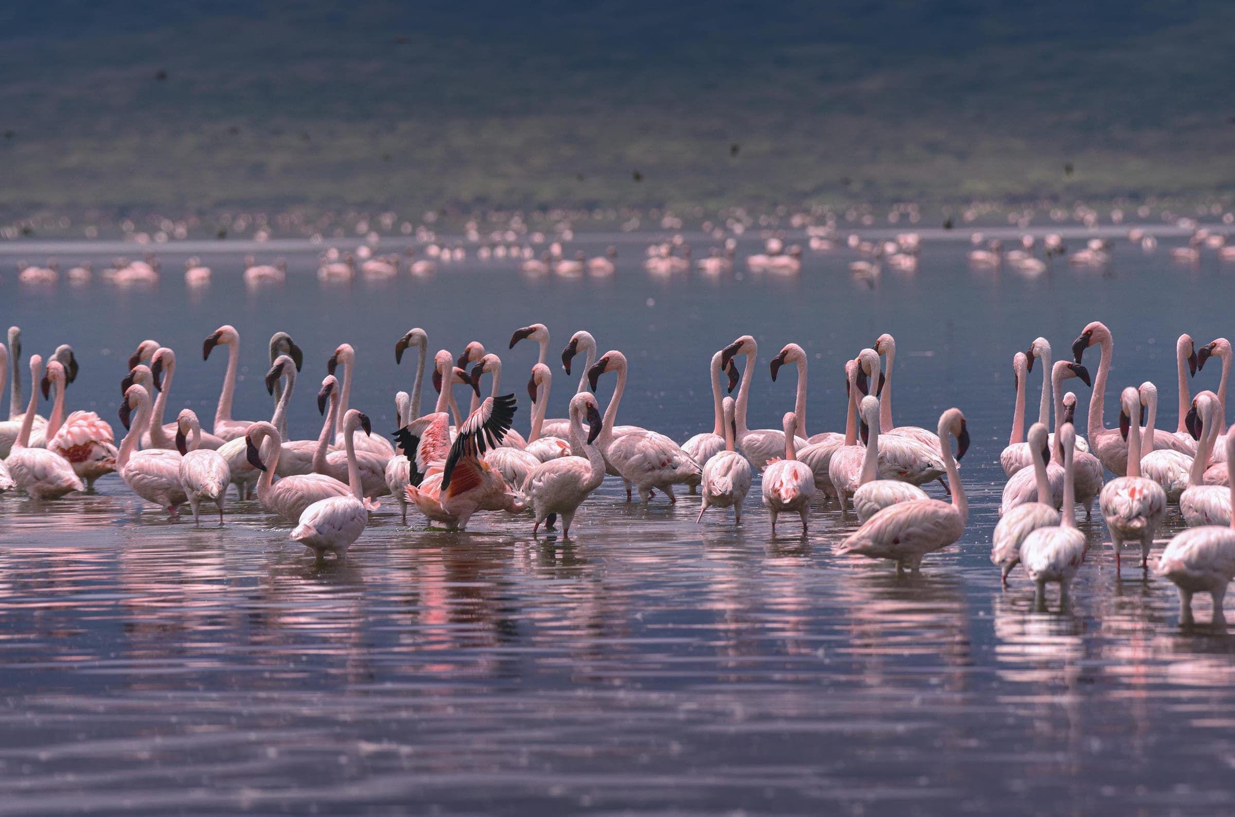 A flock of flamingos wading in a shallow lake