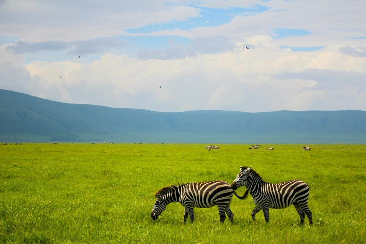 Zebras grazing on the plains during a Kenya geography field trip